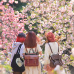 「春の新宿御苑」桜に囲まれて