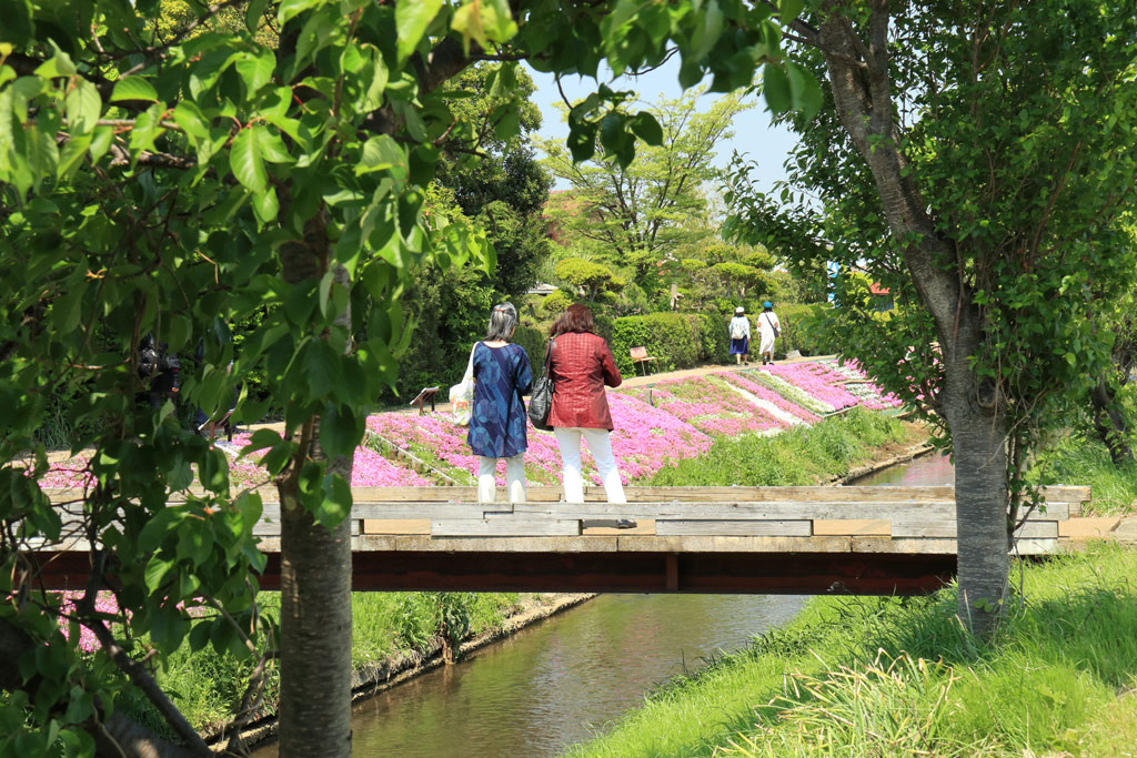 伊勢原市「渋田川の芝桜」小橋から上流域を望む