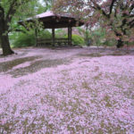「春の新宿御苑」桜の絨毯と八重桜