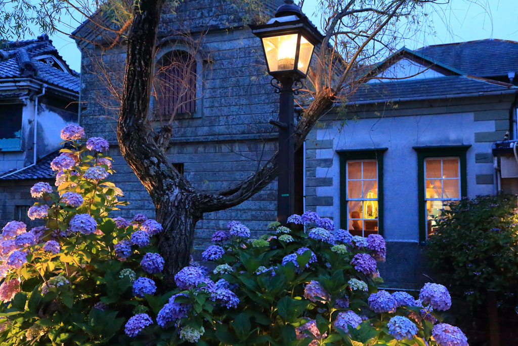 下田市「下田公園」黄昏時のペリーロードとアジサイ