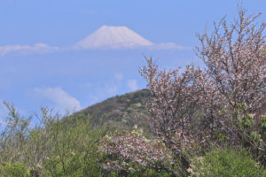 伊豆富士山絶景「達磨山」マメサクラと富士の風景