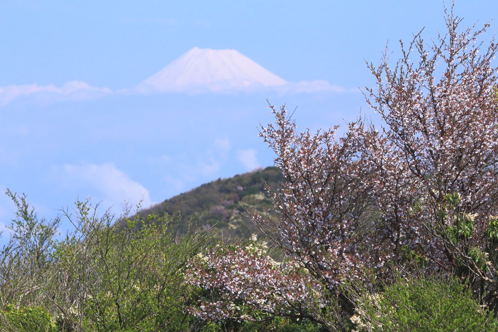 伊豆市「達磨山」マメサクラと富士山
