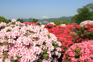 伊勢原市「杉山土建」ツツジの花風景と遠く霞む富士