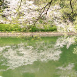 四季の風景「神奈川県三ツ池公園」池に映える桜並木