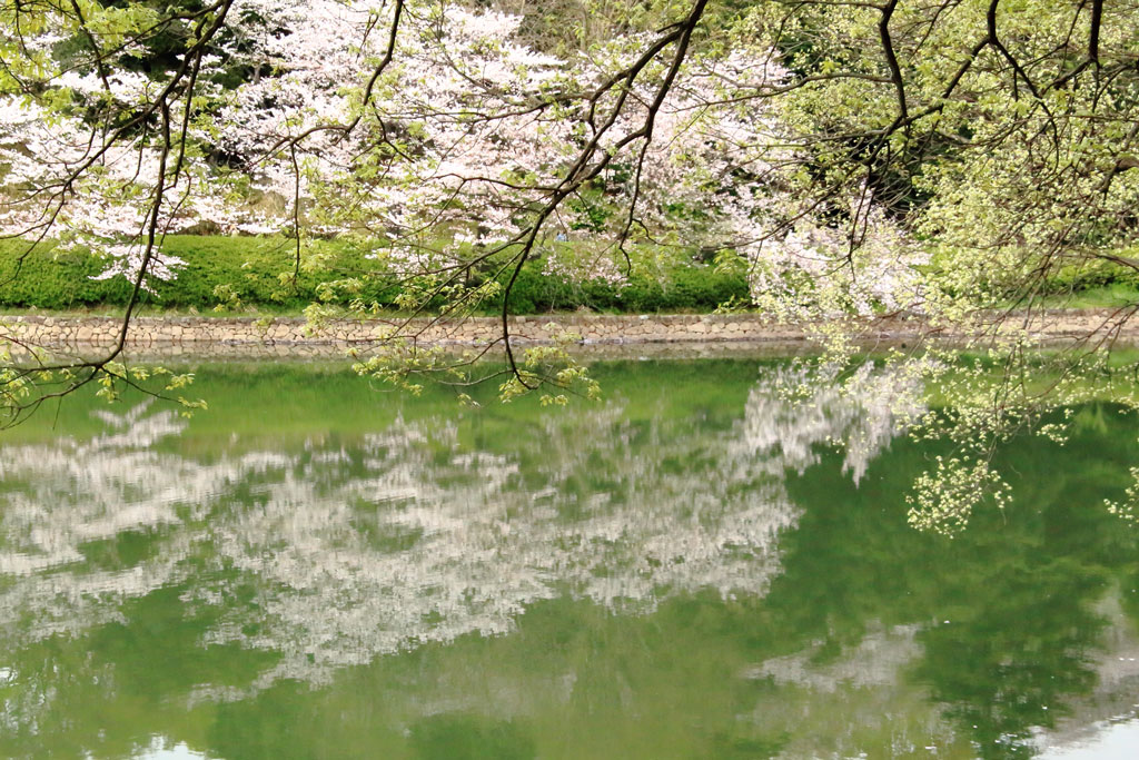 神奈川「三ッ池公園」池に映える桜風景