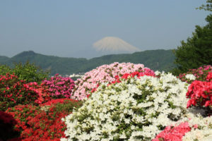 伊勢原市「杉山土建」紅白のツツジ風景と富士山