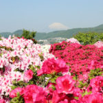 四季の風景「伊勢原市」富士とツツジの風景