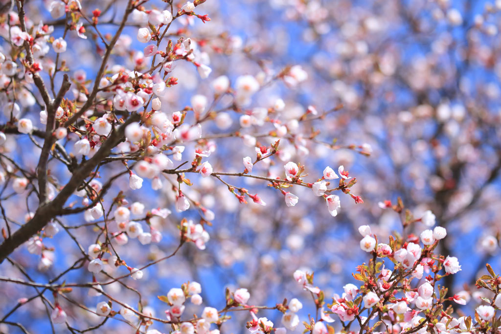 伊豆市「達磨山」マメサクラ