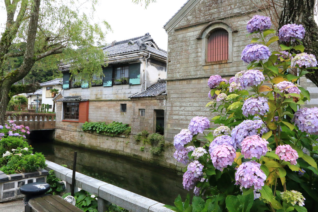 下田市「ペリーロード」アジサイのペリーロード