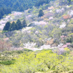 伊豆市「達磨山」マメサクラの風景