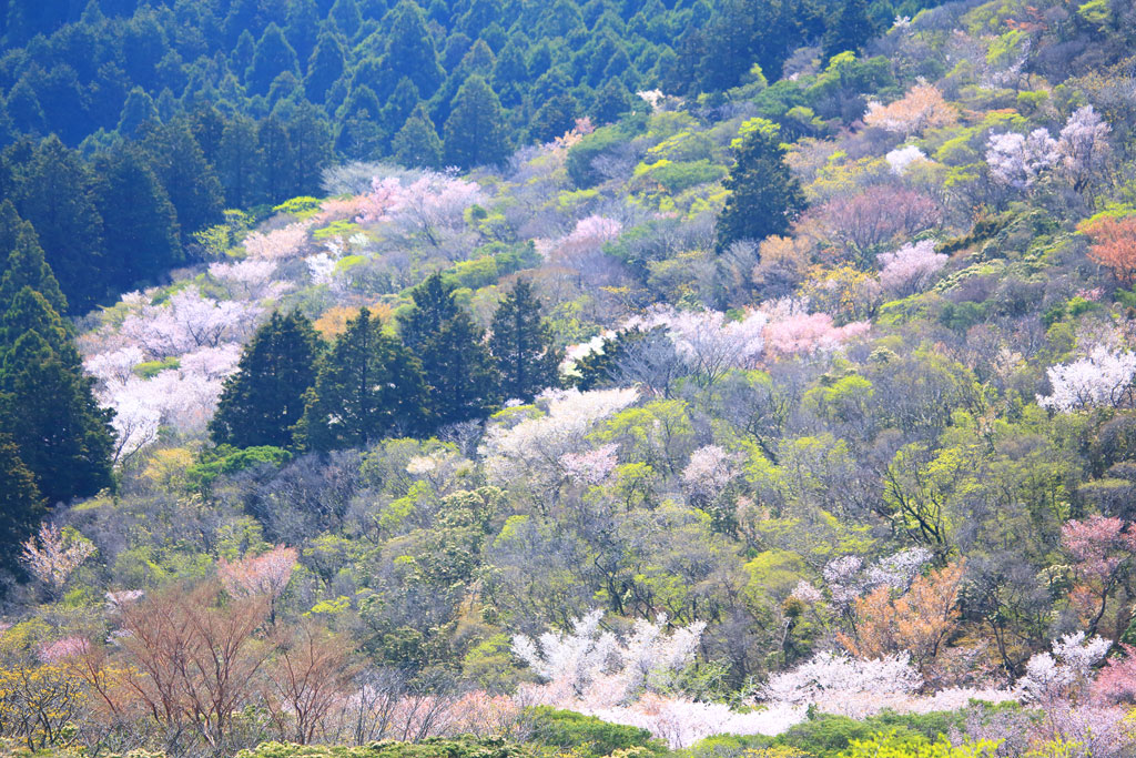 伊豆市「達磨山」マメサクラと若葉の絨毯