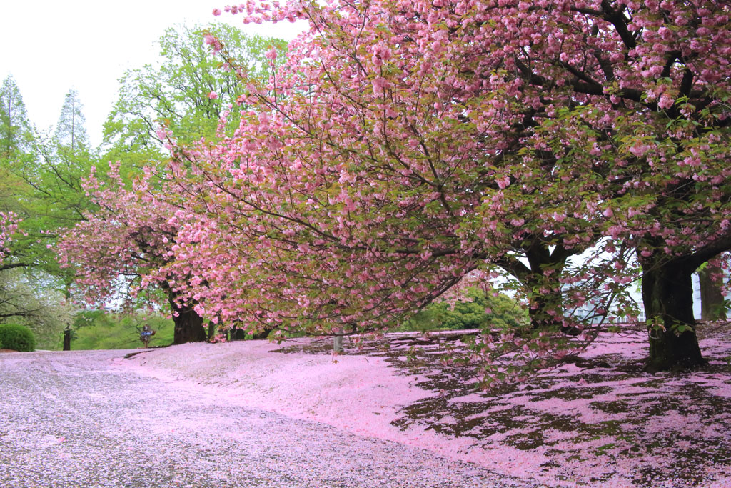 「新宿御苑」八重桜の花絨毯