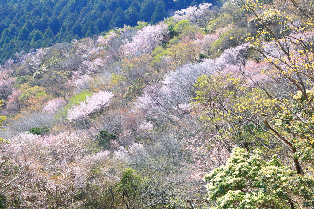 伊豆市「達磨山」稜線に広がるマメサクラの群生