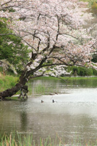 神奈川「三ッ池公園」桜散る池端の風景