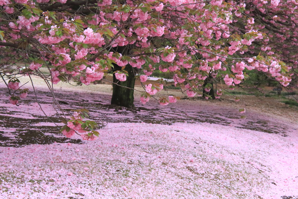 「新宿御苑」八重桜の花絨毯