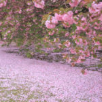 「春の新宿御苑」八重桜の花絨毯