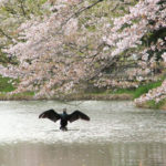 四季の風景「神奈川県三ツ池公園」桜光景に羽を休めるカワウ