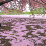 「春の新宿御苑」多彩な模様の花絨毯
