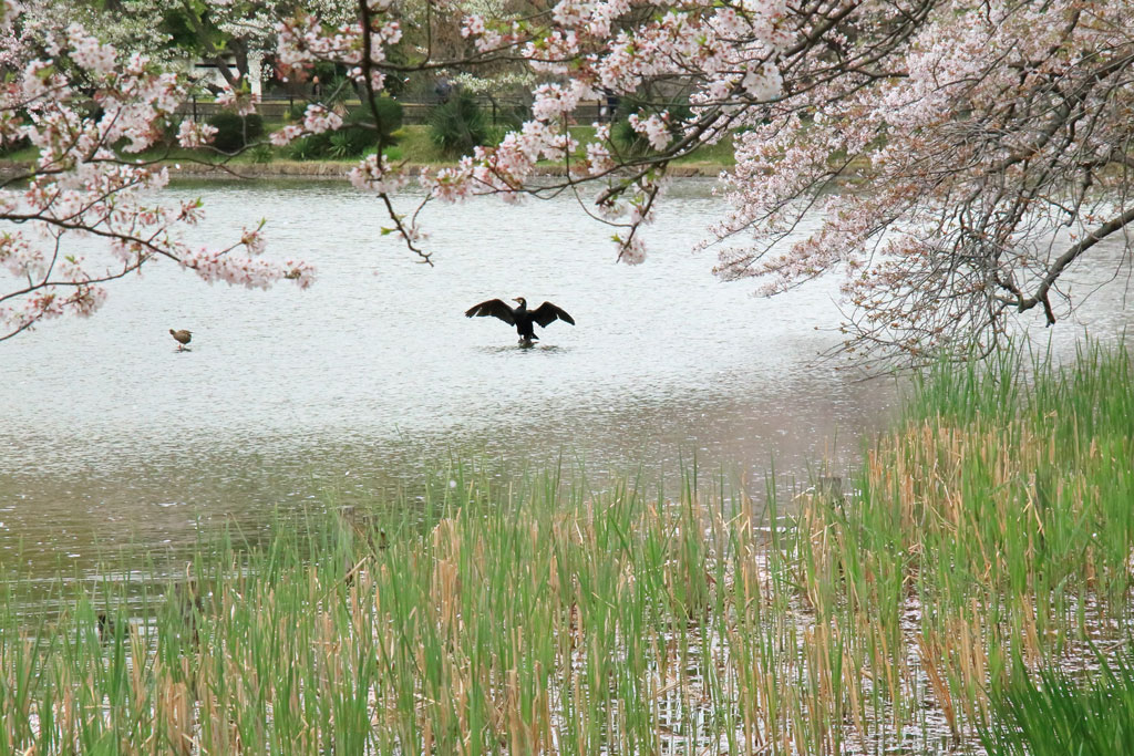 神奈川「三ッ池公園」桜風景に羽を休めるカワウ