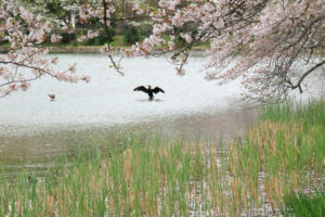 神奈川「三ッ池公園」桜風景に羽を休めるカワウ
