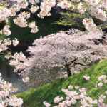 四季の風景「千鳥ヶ淵」桜風景の中の桜１本