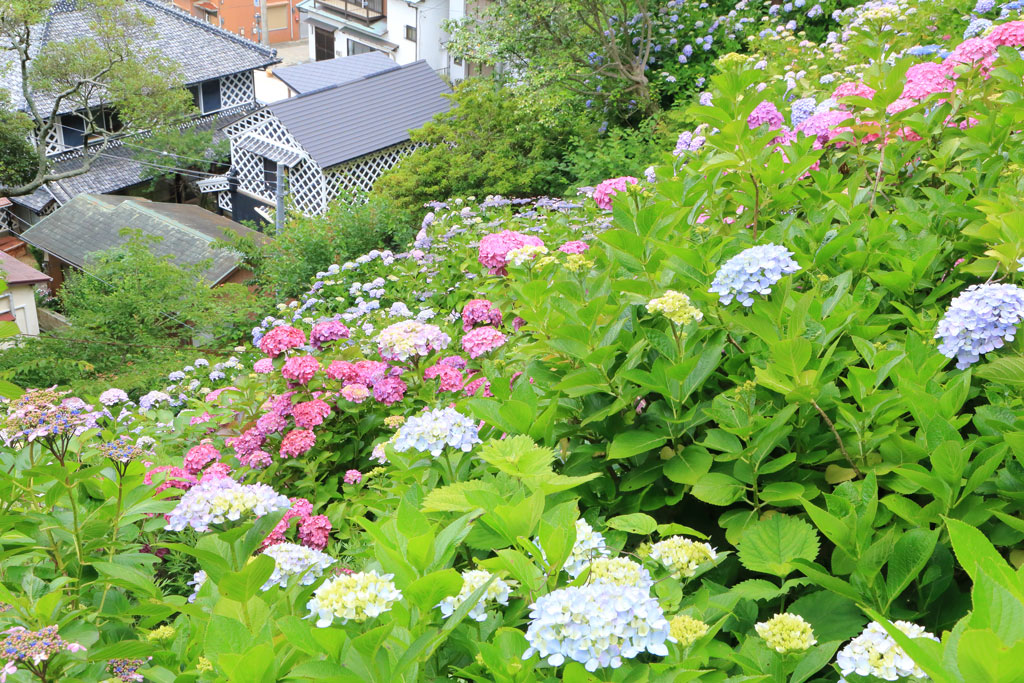 下田市「下田公園」なまこ壁とアジサイの光景