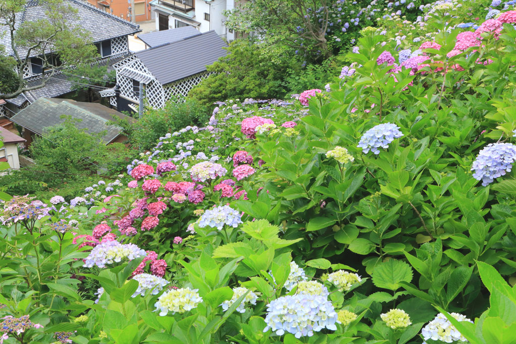 下田市「下田公園」なまこ壁蔵とアジサイ
