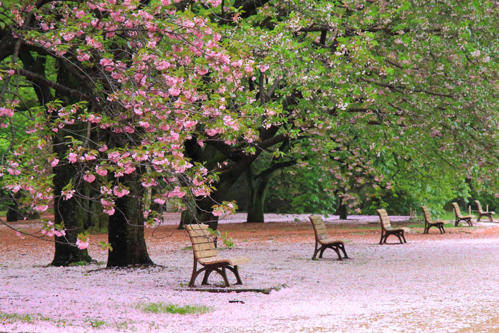「新宿御苑」八重桜の花絨毯