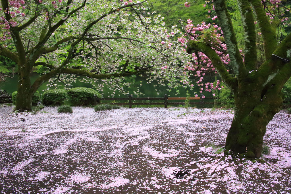 「新宿御苑」八重桜の花絨毯