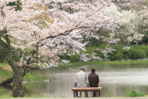 神奈川「三ッ池公園」桜風景の池端で憩う老夫婦