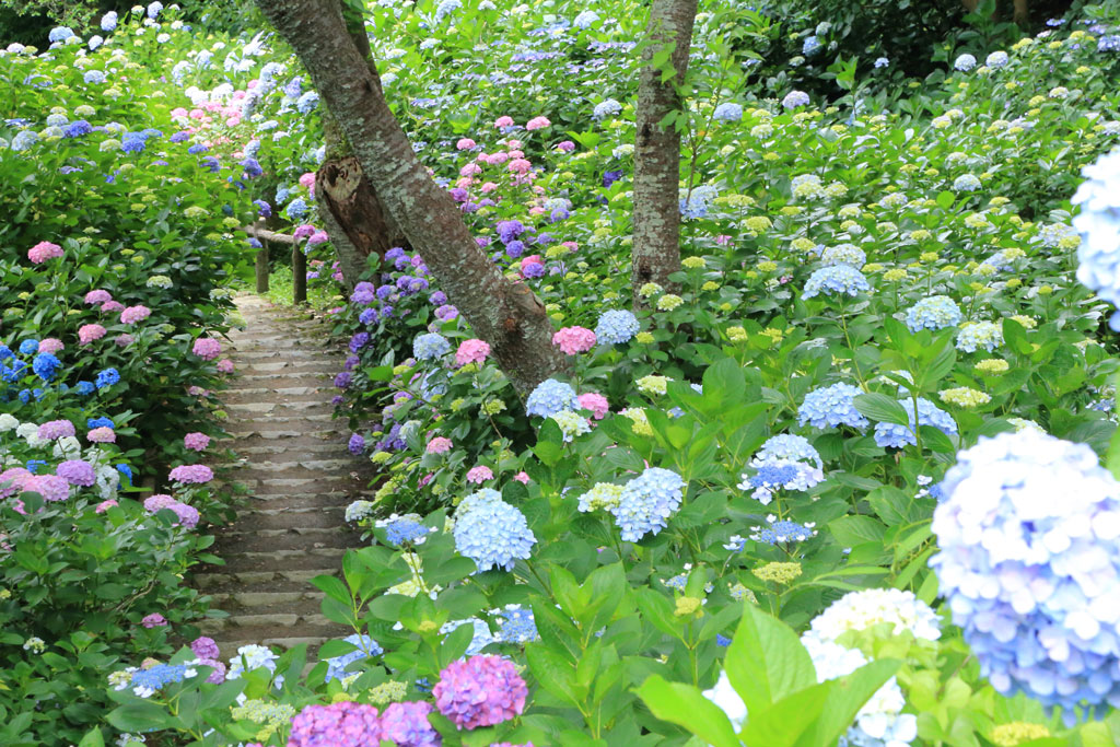 下田市「下田公園」アジサイの散歩道