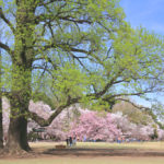 「春の新宿御苑」新緑と桜の光景