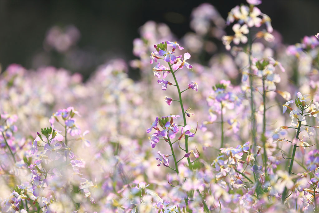 南伊豆町「逢瀬浜」浜ダイコン