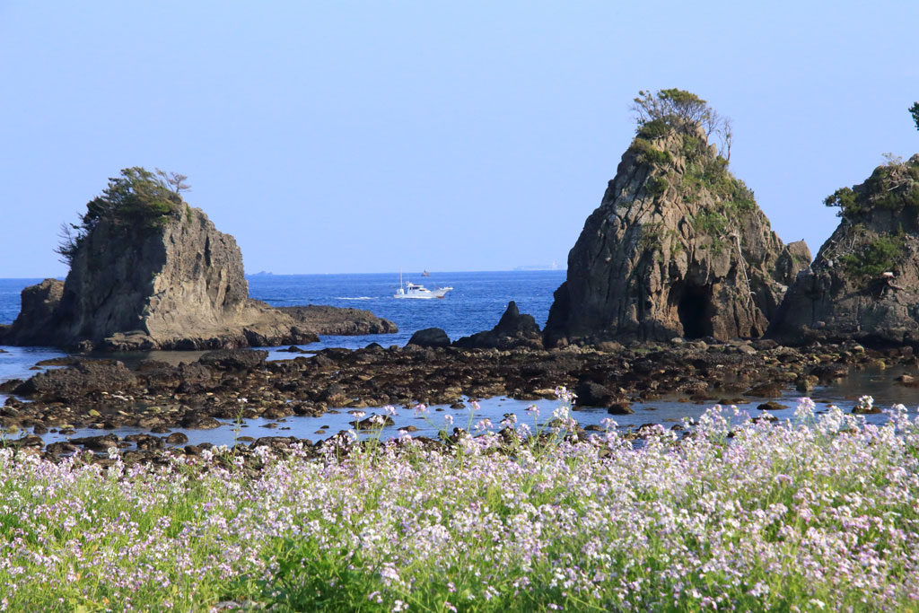 南伊豆町「逢瀬浜」浜ダイコン群と沖を行く漁船