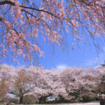 「春の新宿御苑」空を覆う桜風景