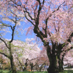 「春の新宿御苑」空に広がる桜並木