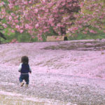 「春の新宿御苑」花絨毯を歩む幼児
