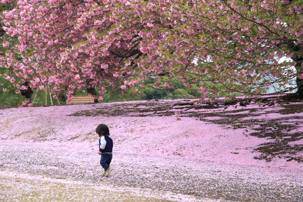 「新宿御苑」八重桜の花絨毯と幼児