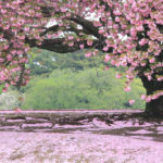 「春の新宿御苑」八重桜の風景