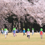 「春の新宿御苑」桜風景に遊ぶ子供達