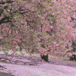 「春の新宿御苑」八重桜一色の世界