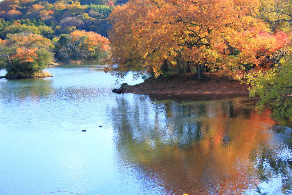 伊東市「一碧湖」紅葉彩る湖畔風景