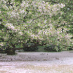 「春の新宿御苑」白一色の桜風景