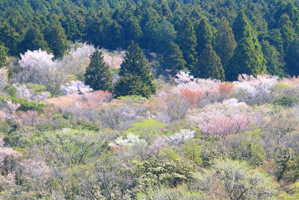 伊豆市「達磨山」幻想的なマメサクラ群生風景