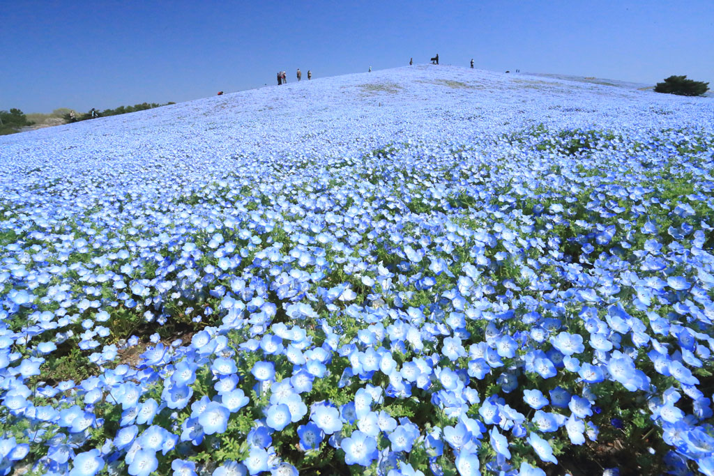 国営ひたち海浜公園「ネモフィラの丘」