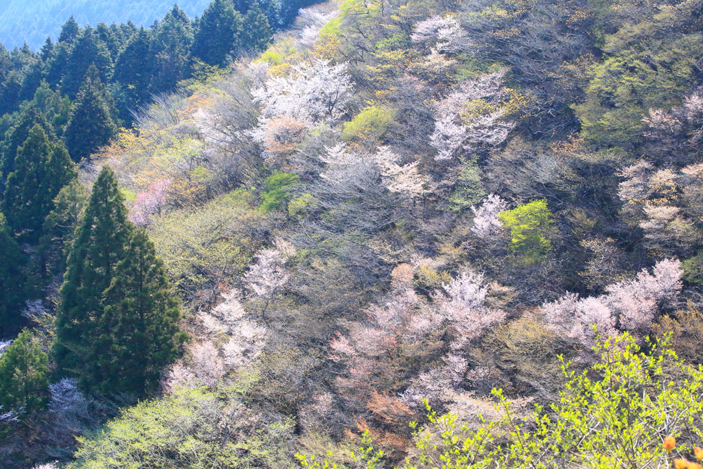 伊豆市「達磨山」急斜面に群生するマメサクラ
