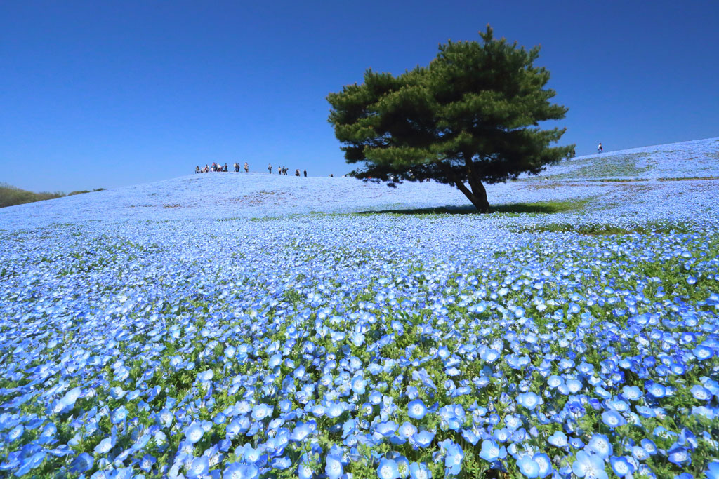 国営ひたち海浜公園「ネモフィラの世界に松１本」