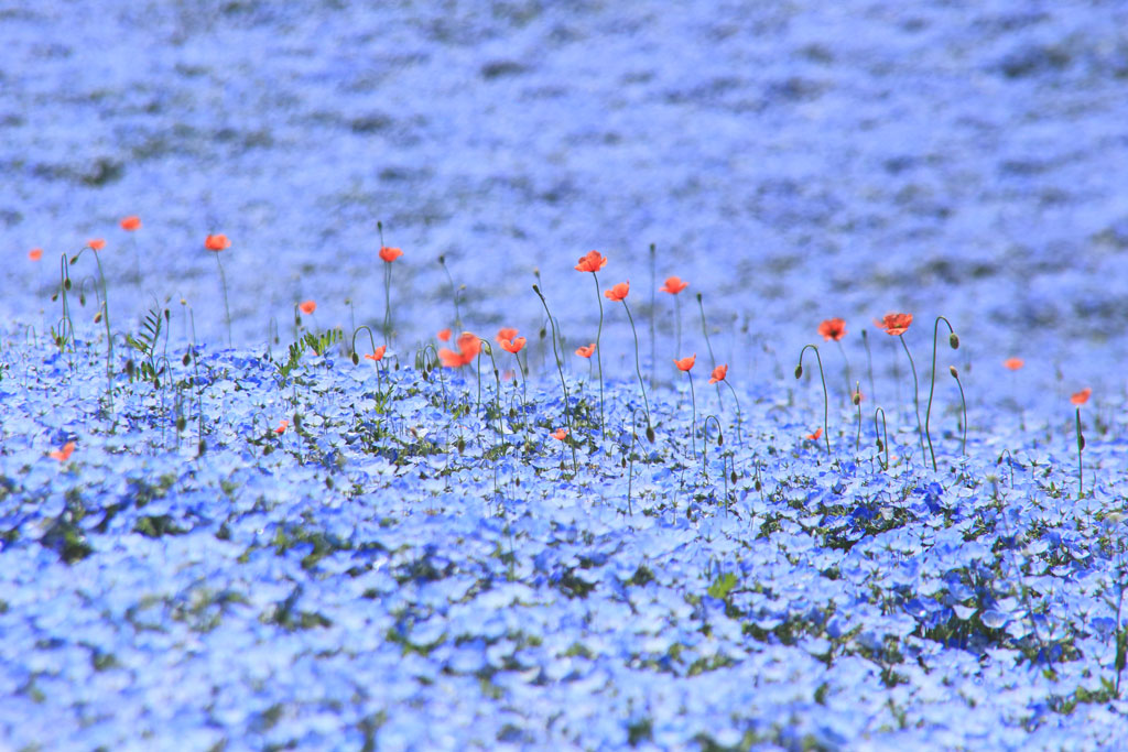 国営ひたち海浜公園「赤い小花とネモフィラ」