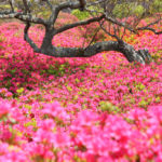 伊東市「小室山」公園内のツツジの花風景