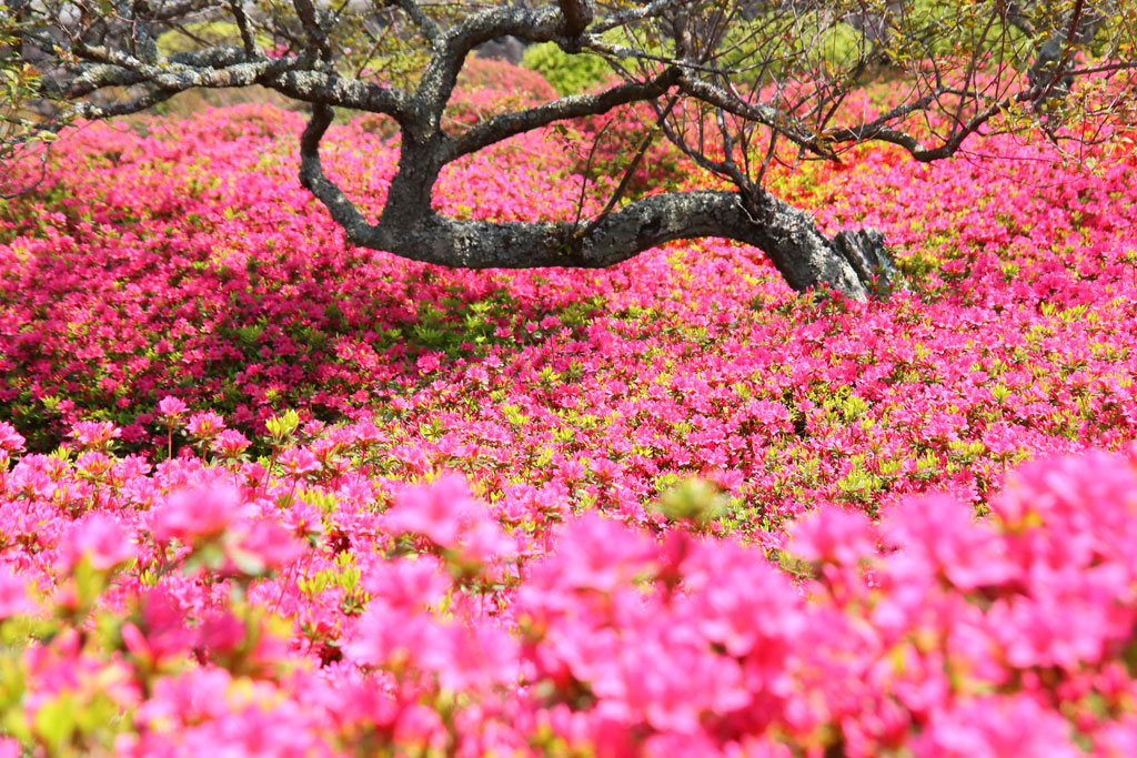 伊東市「小室山」ツツジ群生光景